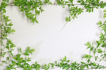 Fototapeta na wymiar 白い背景と小さな葉 white background and small leaves 3