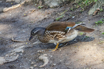 Obraz premium Mandarinente