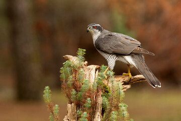 Male Northern goshawk at his favorite perch in the last light of day in a pine and oak forest