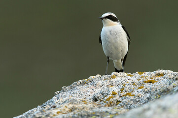 Adult male Northern wheatear on a rock in his breeding territory with the first light of dawn