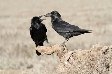 Male and female Common raven in mating courtship with early daylight