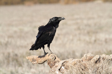 Common raven in a Spanish area with the first lights of a cold winter day
