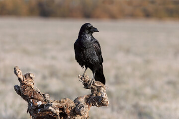 Common raven in a Spanish area with the first lights of a cold winter day