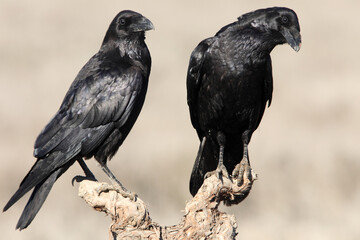 Male and female Common raven in mating courtship with early daylight