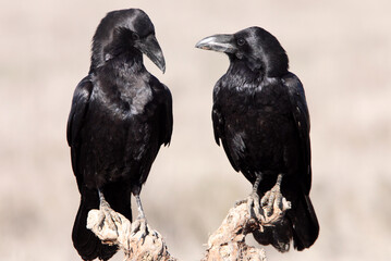 Male and female Common raven in mating courtship with early daylight