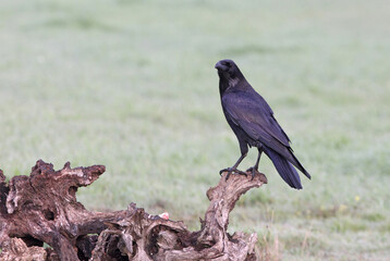 Obraz premium Common raven in a Spanish area with the first lights of a cold winter day