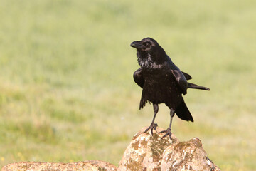 Common raven in a Spanish area with the first lights of a cold winter day