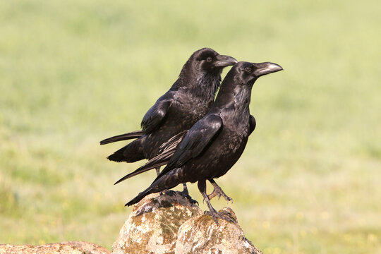Male and female Common raven in mating courtship with early daylight