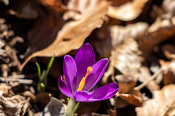 Crocus plant in the forest, macro	