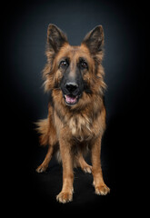german shepherd in studio