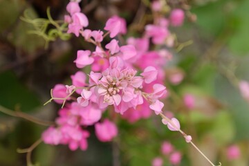 top view of coral vine or mexican creeper flowers