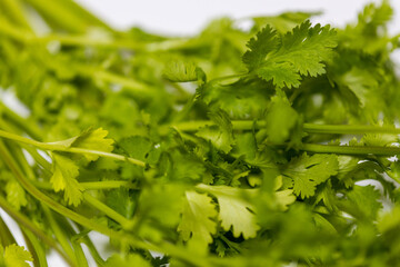 Phakchi ( Coriander )