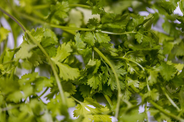 Phakchi ( Coriander )