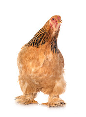 young brahma chicken