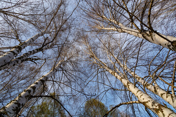 Fototapeta na wymiar View from under birch trees. Betula pubescens, alba. Tabuyo del Monte, León, Spain.