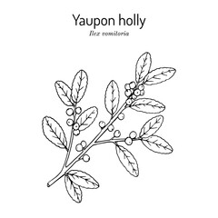 Yaupon holly Ilex vomitoria tree branch