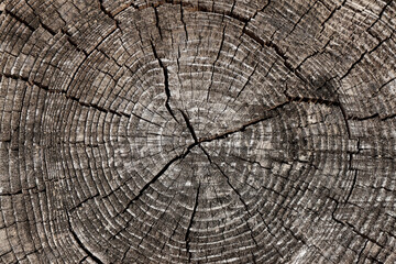 古い木の切り株