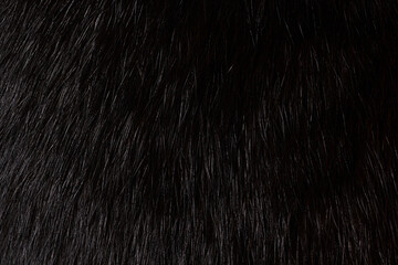 Texture of a black cat's fur