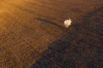 Aerial view of blossoming cherry tree in brown plowed field at sunset