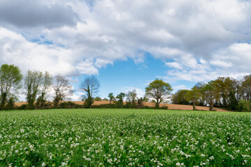 Field of peas in bloom in spring