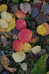 Fallen aspen leaves in autumn. Colorful background.