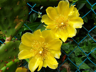 Two yellow flowers of opuntia humifusa are blooming in the garden.