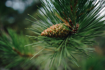 Naklejka na ściany i meble Young green cone of maritime pine. Pinus pinaster.