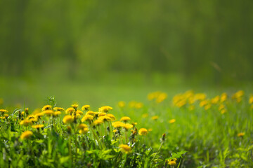 Field of dandelions, grass background, nature concept