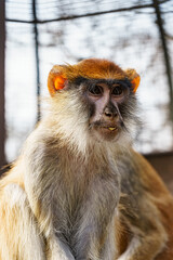 Obraz premium Cute monkeys pose well during training.