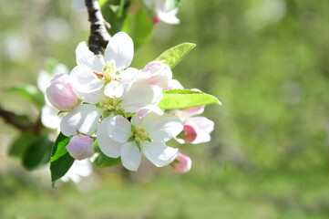 Blüten des Apfelbaum im Sonnenschein im Frühling in Lana bei Meran - Südtirol - Italien - Europa