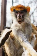 Cute monkeys pose well during training.