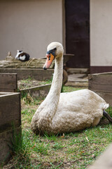 Fototapeta premium White swan poses beautifully on the grass.