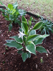 Variegated Hosta