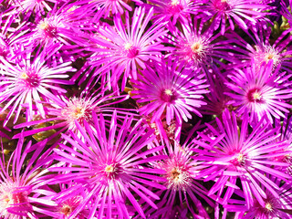 Background of violet flower Carpobrotus or Delosperma.