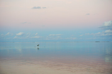 Obraz na płótnie Canvas Gray heron fishing at sunset on a maldivian beach. Pastel tones
