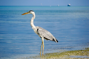 Grey heron fishing on the beach on Maldives island. blue lagoon in the background