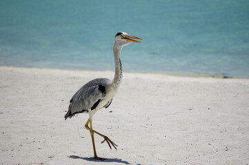 Grey heron standing on the beach on Maldives island. blue lagoon in the background