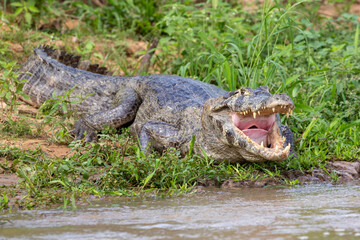 Ein grosser Brillenkaiman reguliert die Körpertemperatur mit geöffnetem Maul am Flussufer im brasilianischen Pantanal