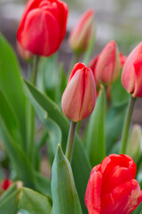 growing beautiful red tulips in garden