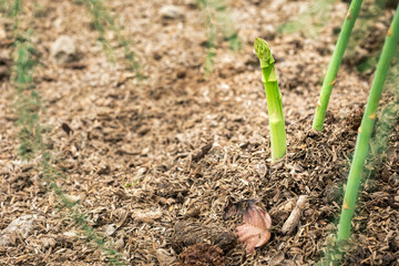 Close up of fresh asparagus plant growing at vegetable plantation