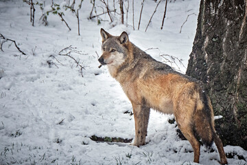 Obraz premium Ein Europäischer Wolf ( Canis lupus ).