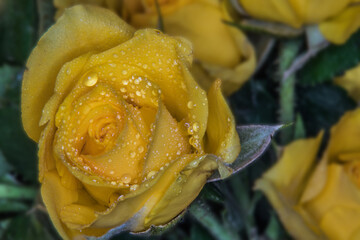 Rose mit Wassertropfen