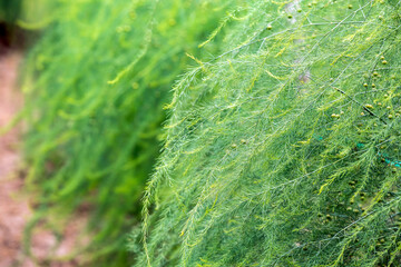 Natural background small green leaves of asparagus officinalis plant 