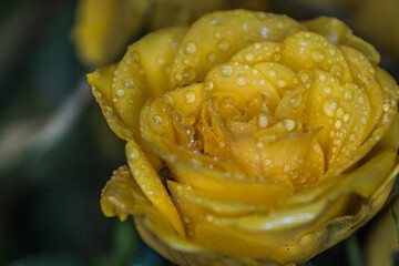 Rose mit Wassertropfen