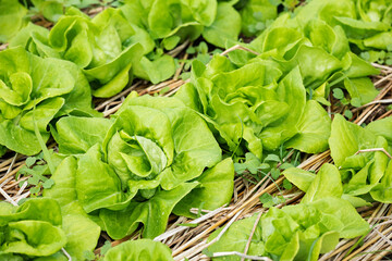 Close up of fresh salad lettuce growing at vegetable plantation