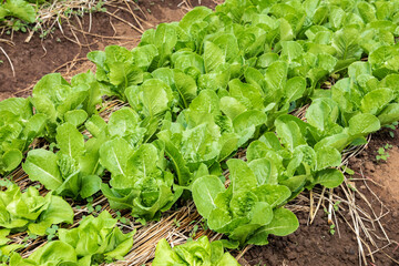 Close up of fresh salad lettuce growing at vegetable plantation