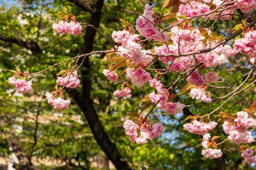 八重桜