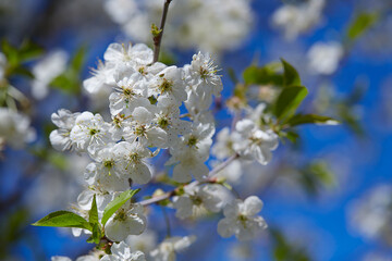 cherry blossoms on a sunny bright day