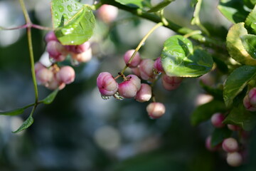 berries on a branch