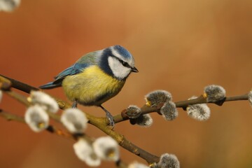 Obraz premium Cute blue tit sitting on the branch. Spring in the nature. Cyanistes caeruleus